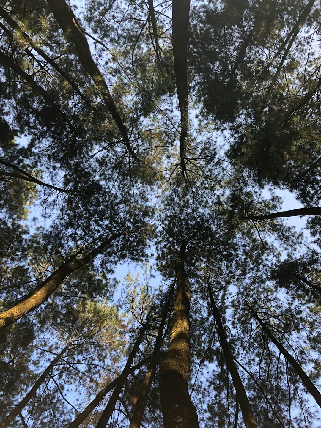 Forest photo spot Ciampea Kabupaten Lebak