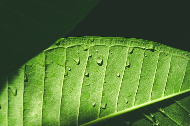 A close-up of a leaf showing detailed veins and tiny water droplets reflecting soft pastel light.