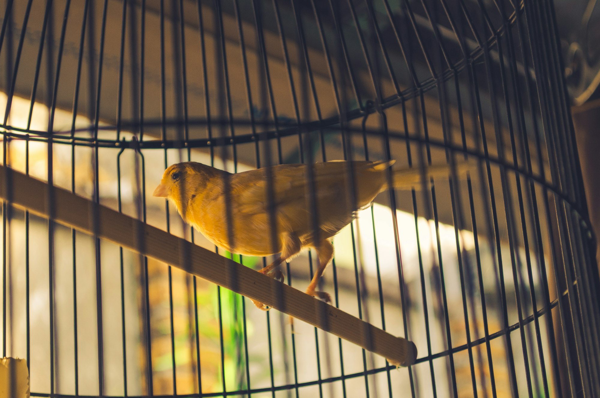 A photo of a small yellow canary bird in a cage