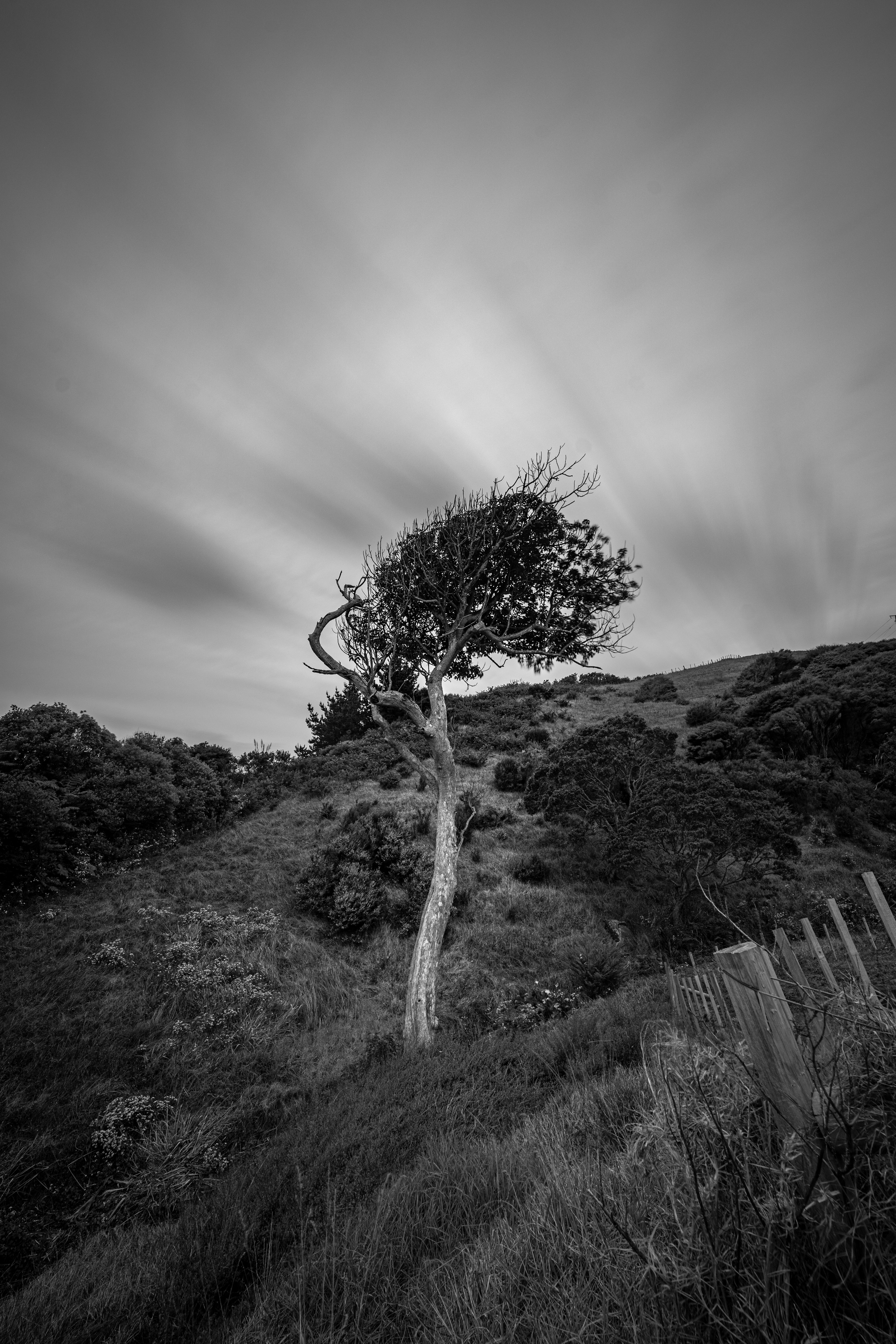 gray scale photo of tree