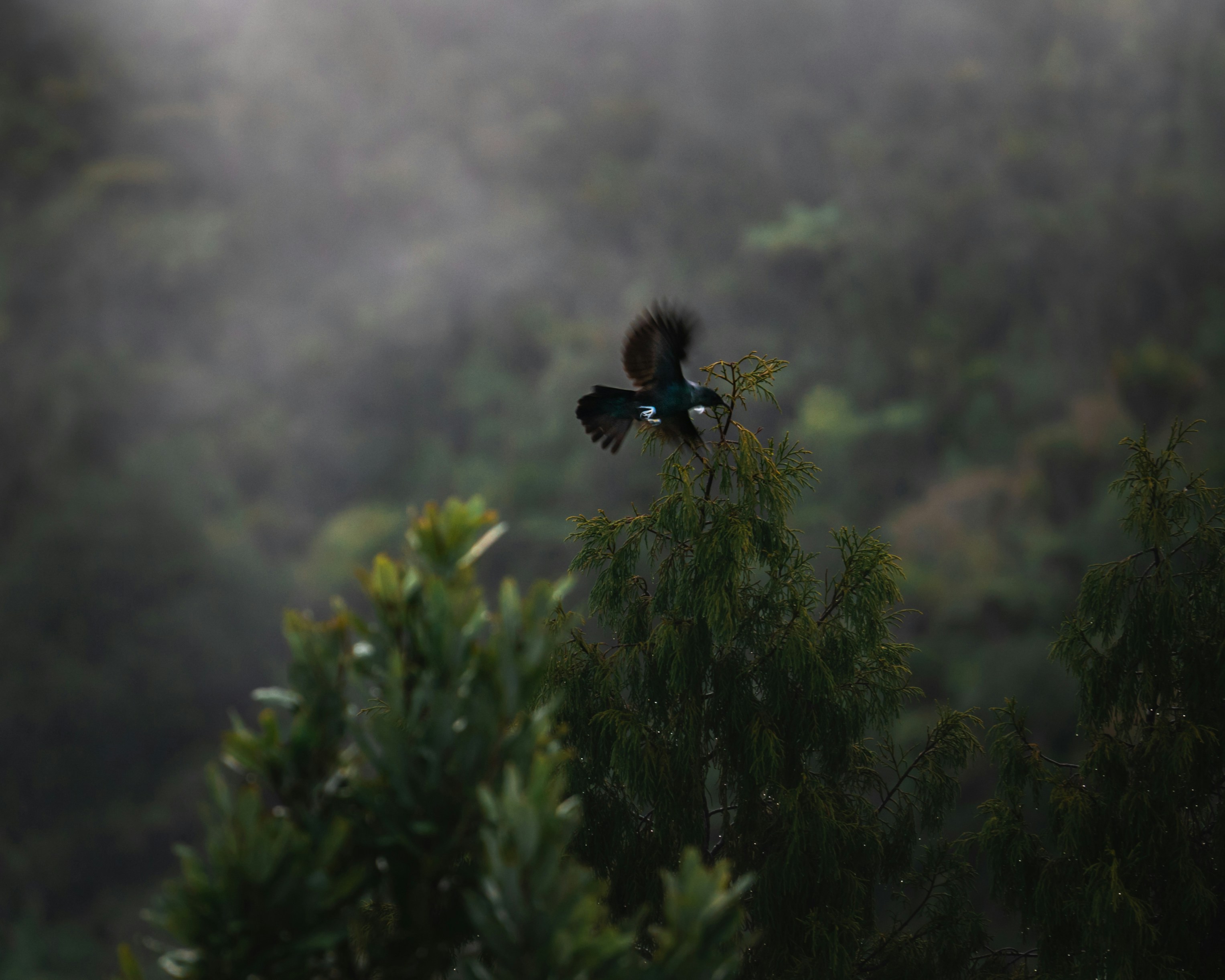 A beautiful native Tui 

Tui
New zealand
Bird
Bbc
Natgeo

