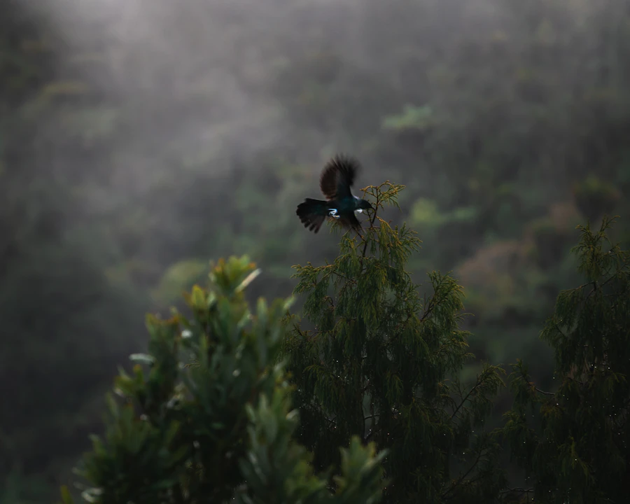 wildlife photography of bird during daytime