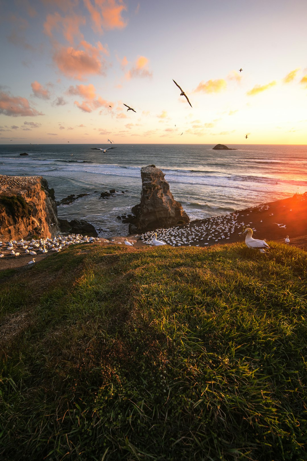travelers stories about Shore in Muriwai Beach, New Zealand