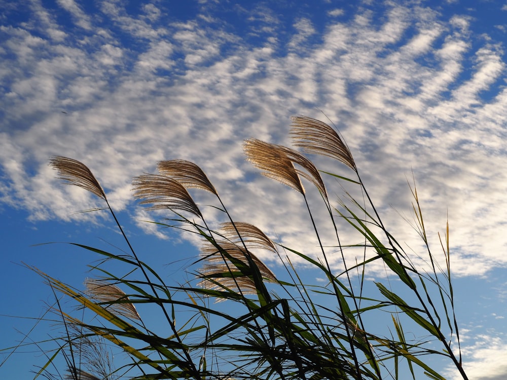 brown wheat plant