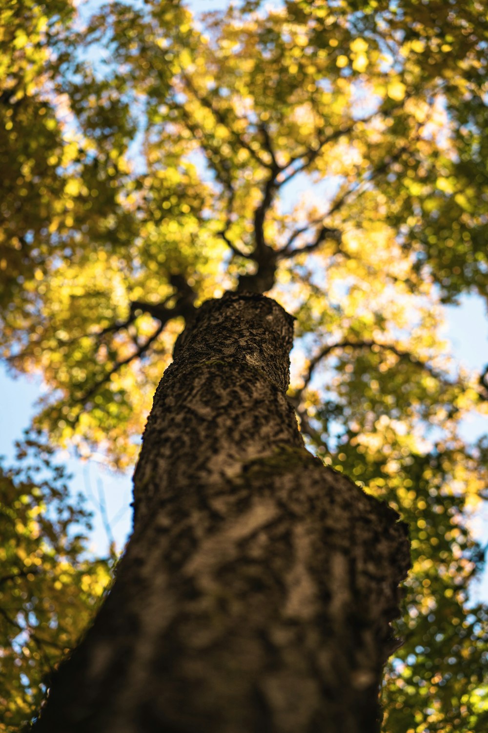 worm's-eye view photography of tree