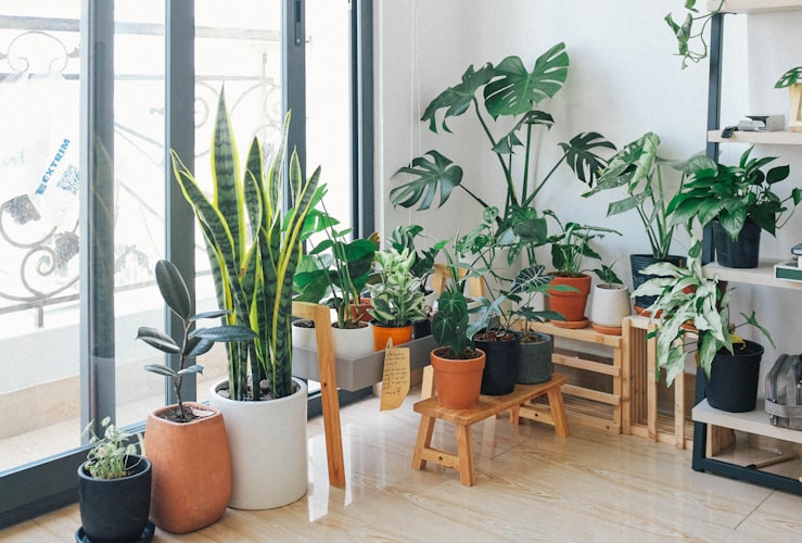 Collection of indoor plants