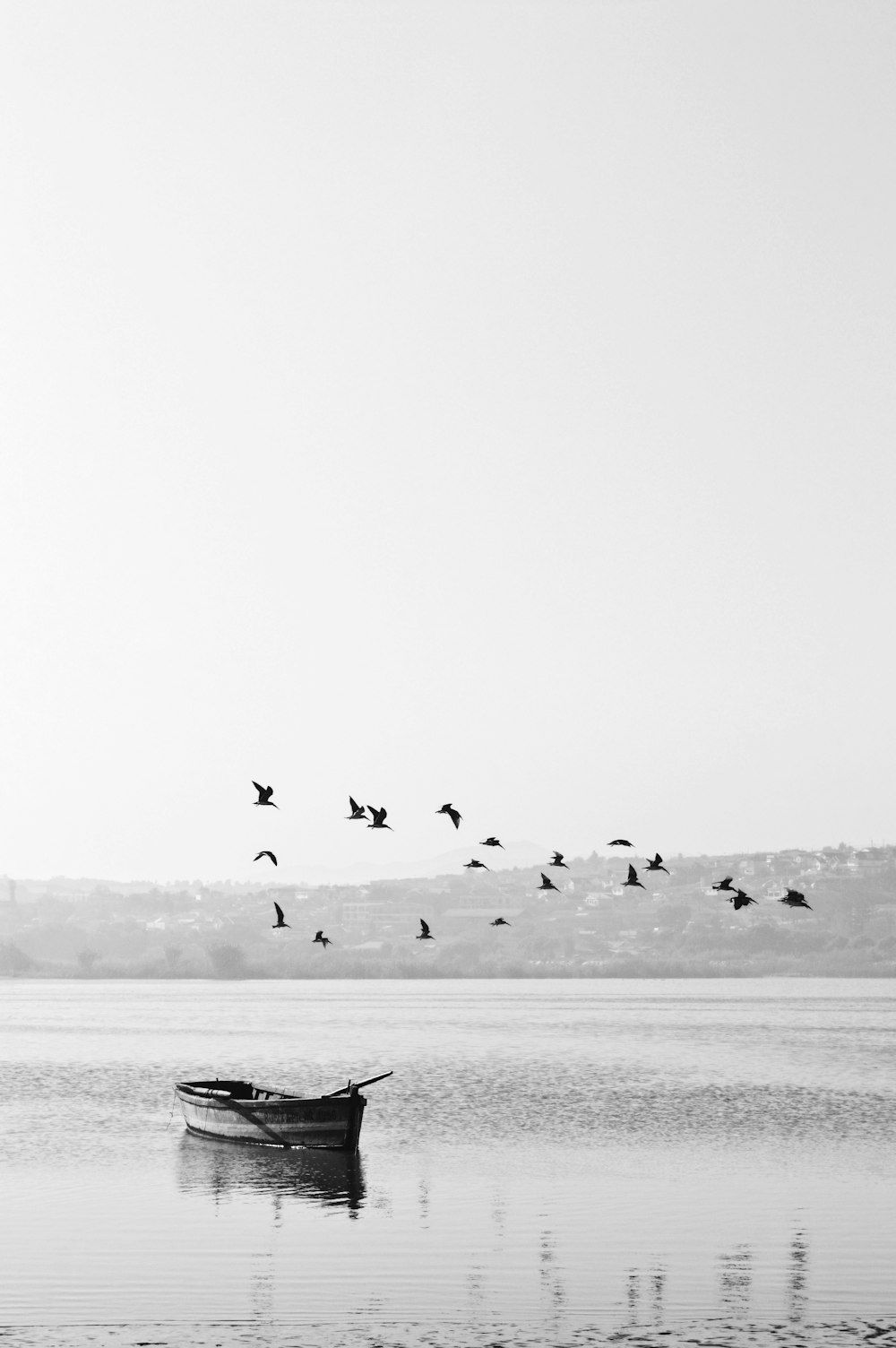 birds flying over boat