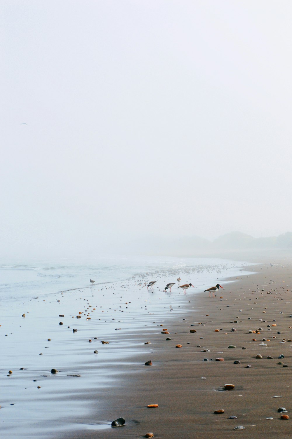 birds on seashore