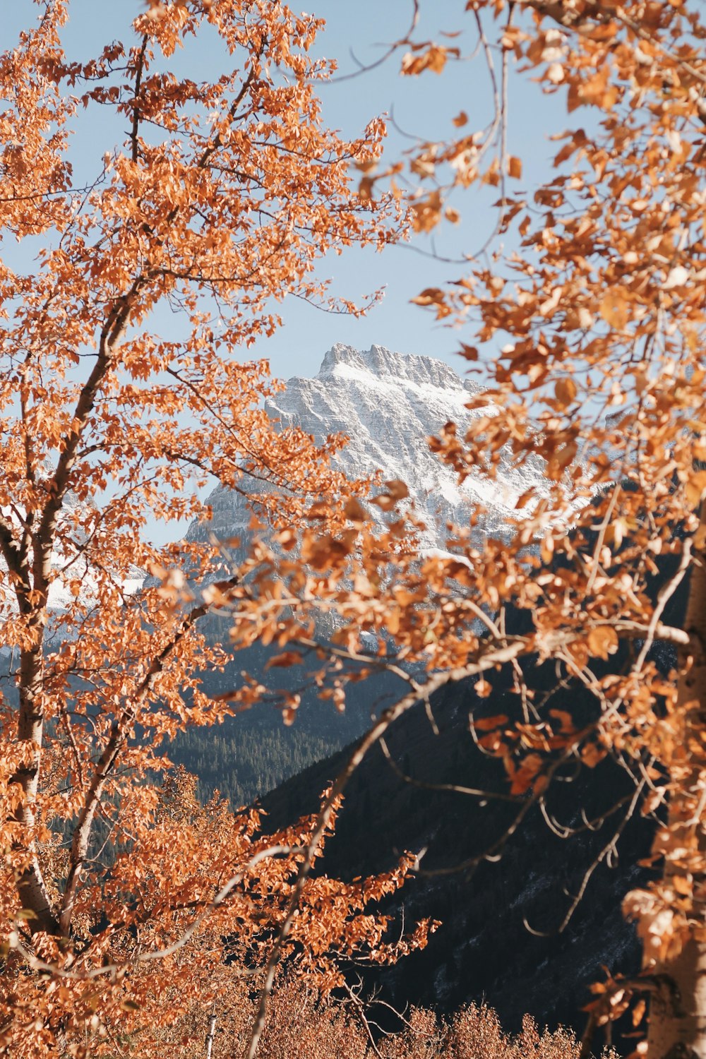 brown-leafed trees across gray mountain