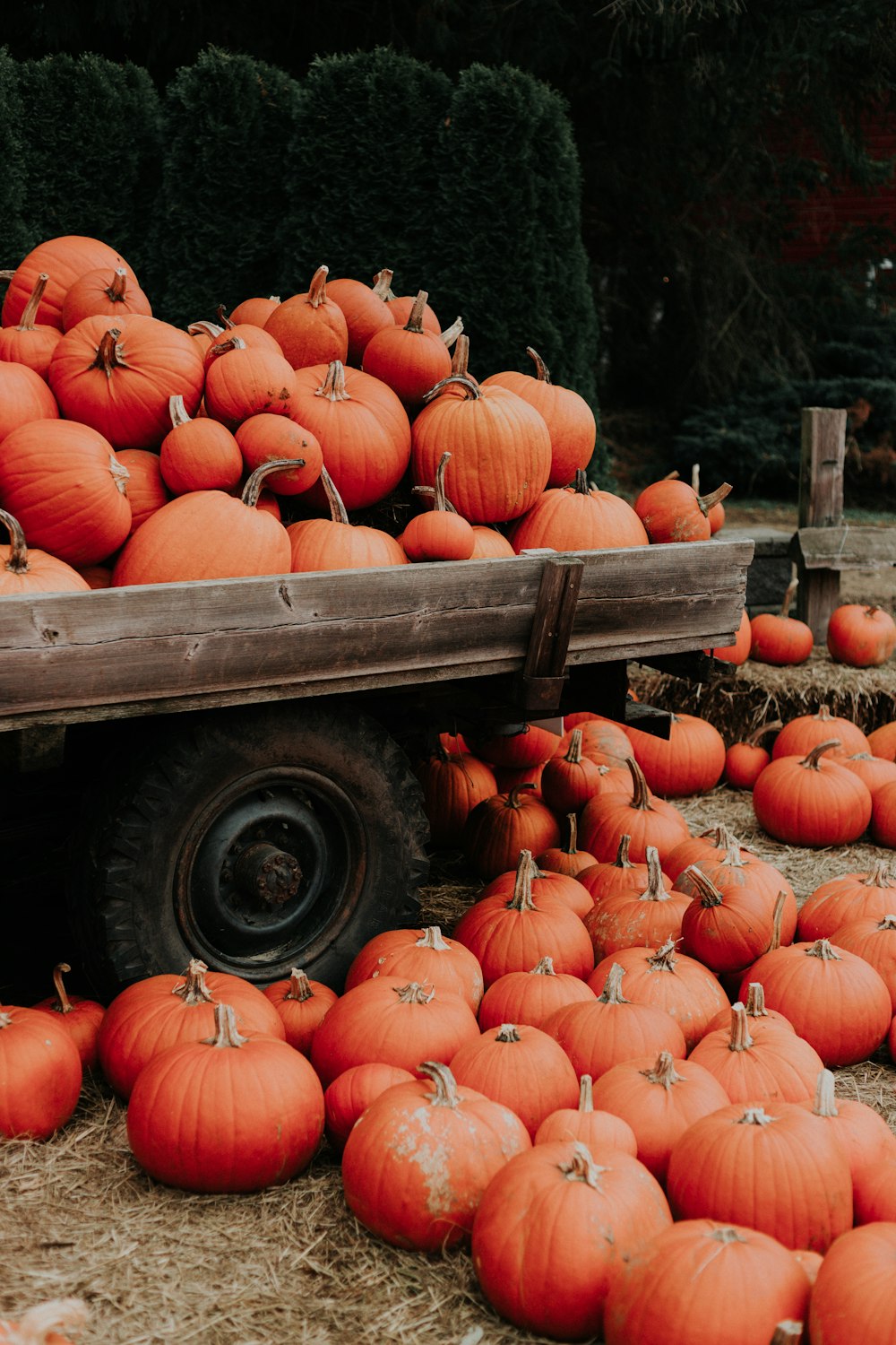 mazzetto di zucca arancione