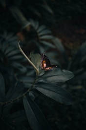 butterfly perching on leaves