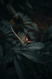 butterfly perching on leaves