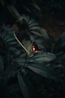 butterfly perching on leaves