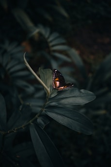 butterfly perching on leaves