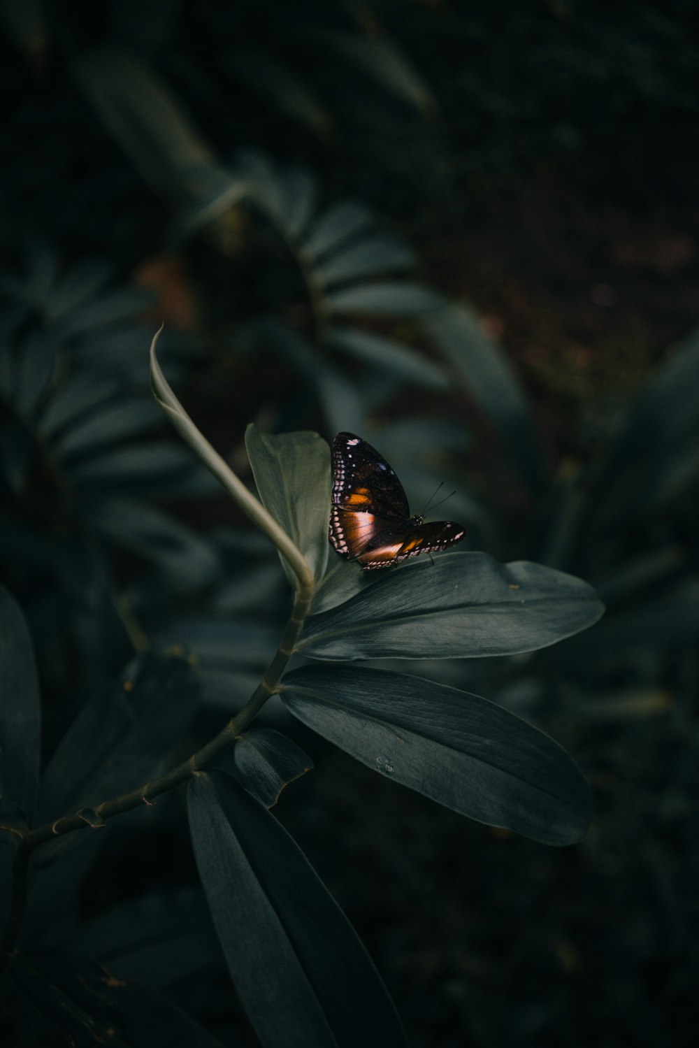 butterfly perching on leaves