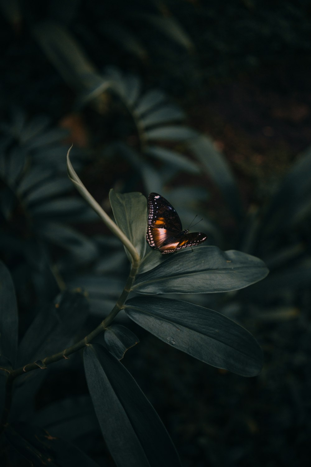 mariposa posada en las hojas