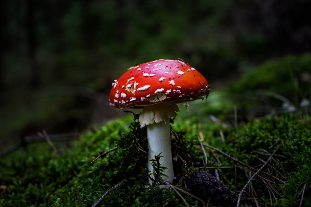 red and white mushroom macro photography