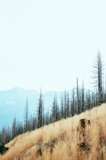 withered trees on mountain
