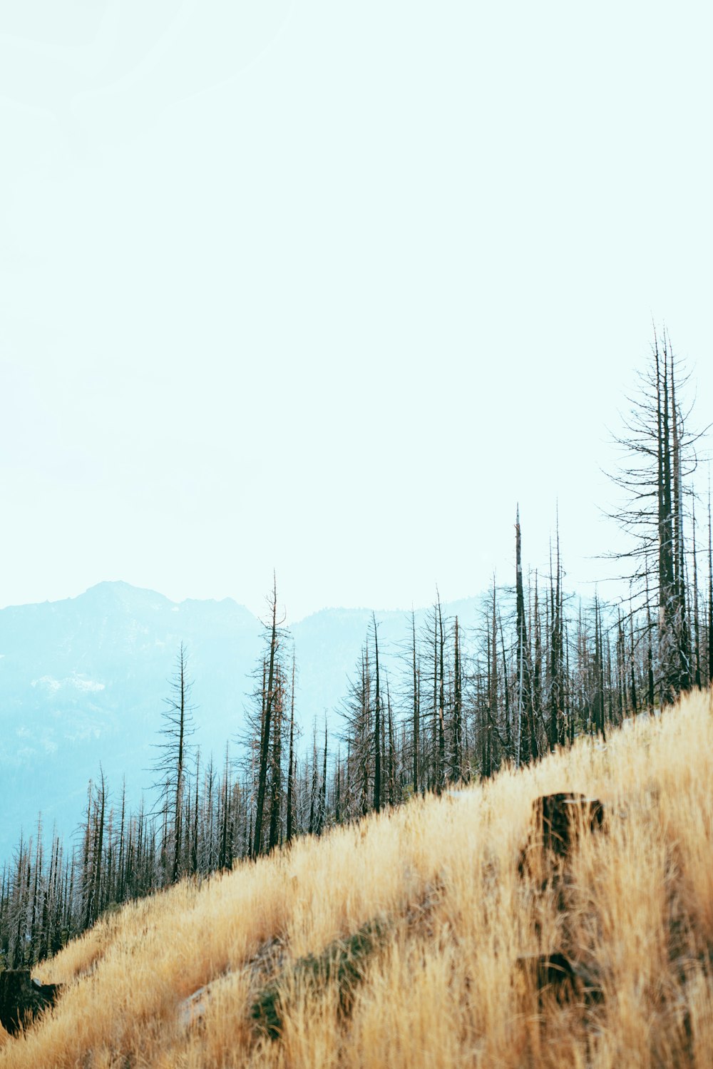 arbres desséchés sur la montagne