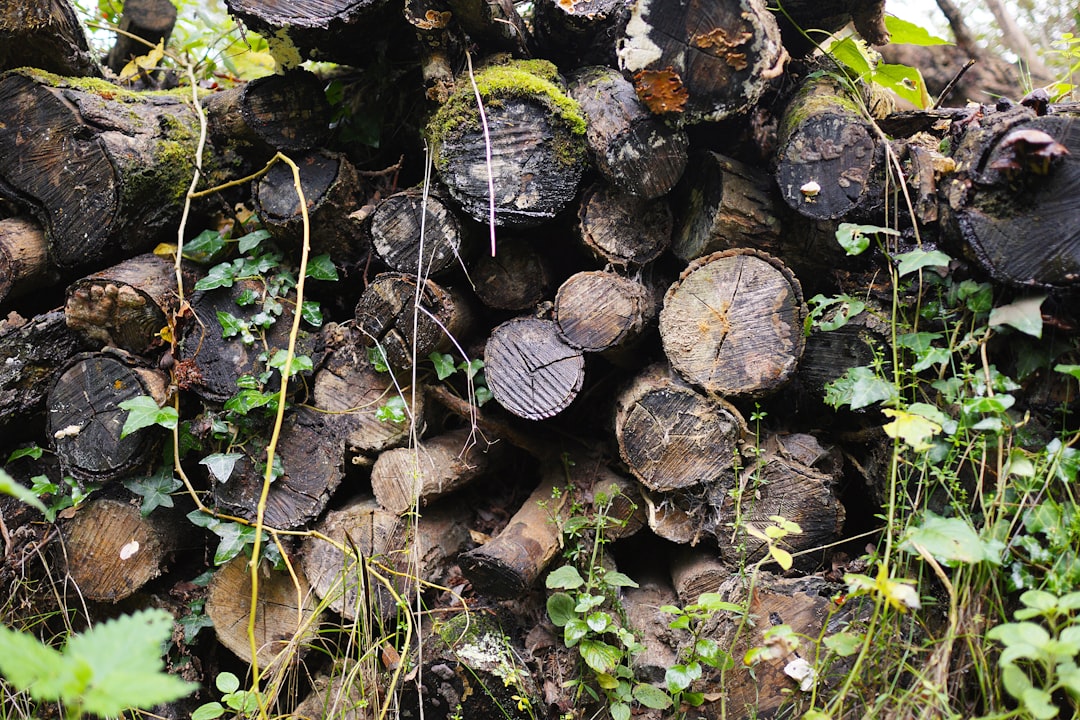 pile of log woods at the forest