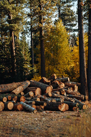 brown wood logs