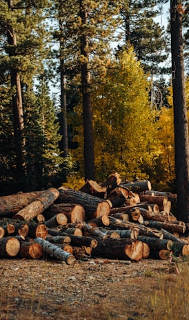 brown wood logs