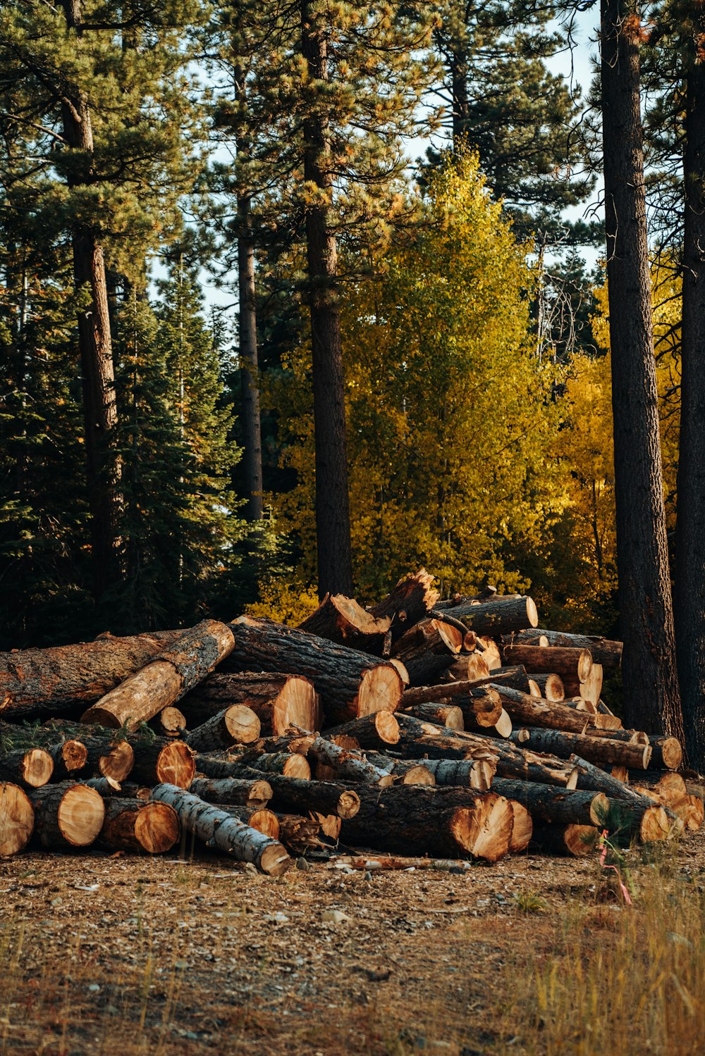 tronchi di legno marroni