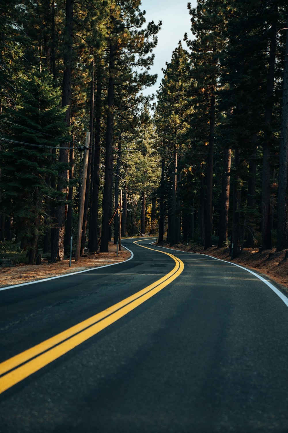 brown road between trees during daytime