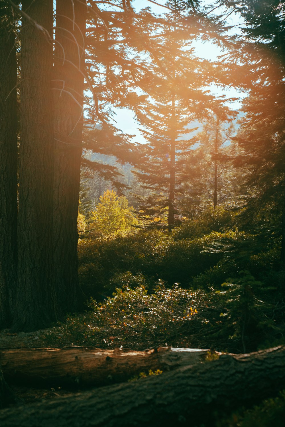 green-leaved trees