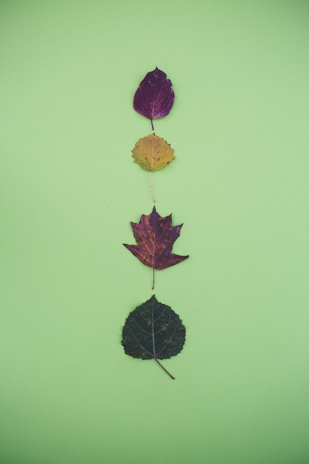 four leaves