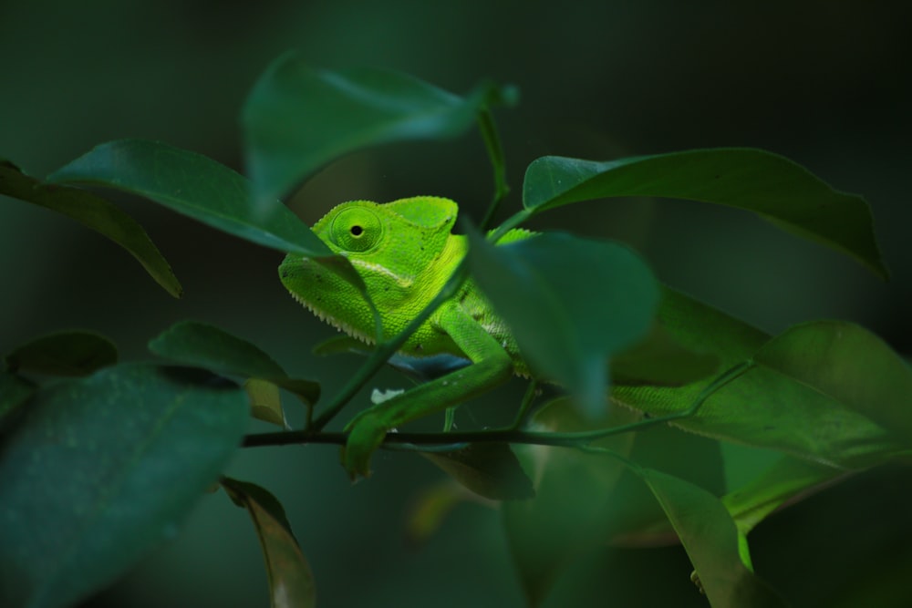 animal on leaf
