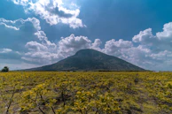 A serene field of medicinal plants under soft sunlight, reflecting sustainable sourcing.