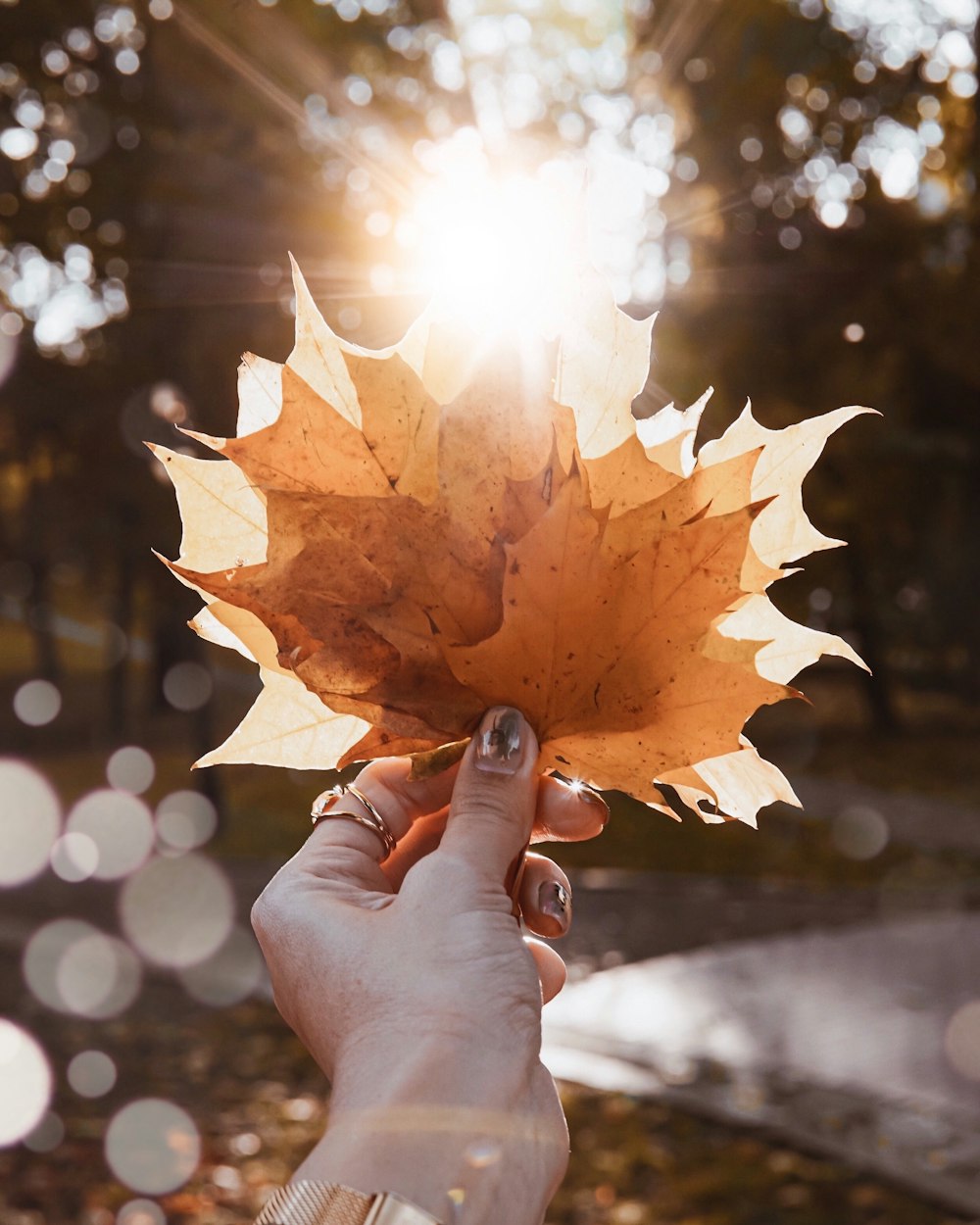 person holding leaf