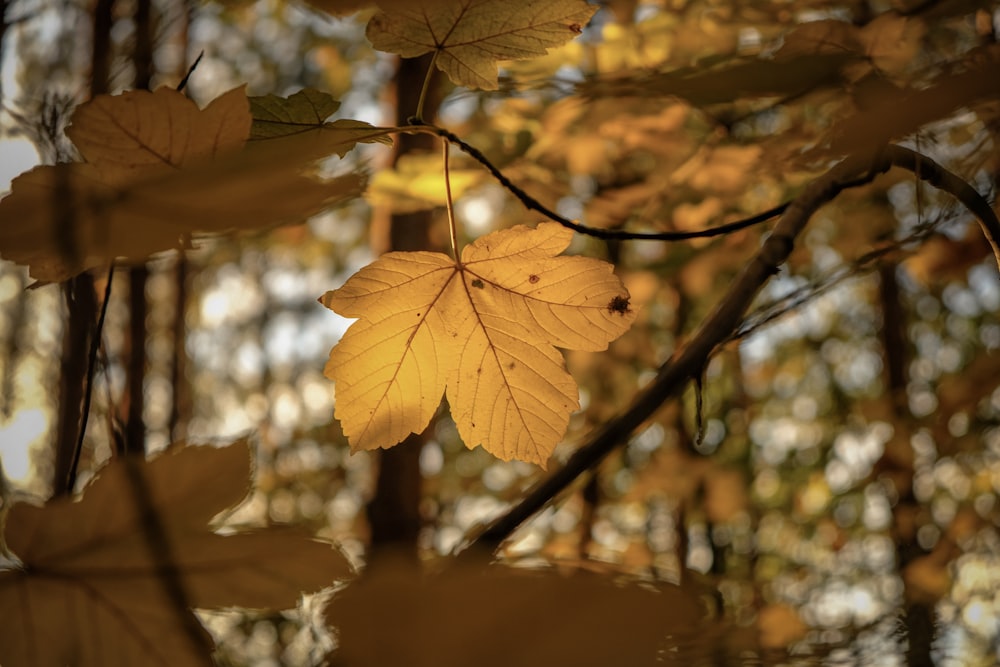 Fotografia a fuoco superficiale di foglie gialle