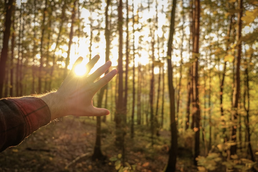 person reaching for trees