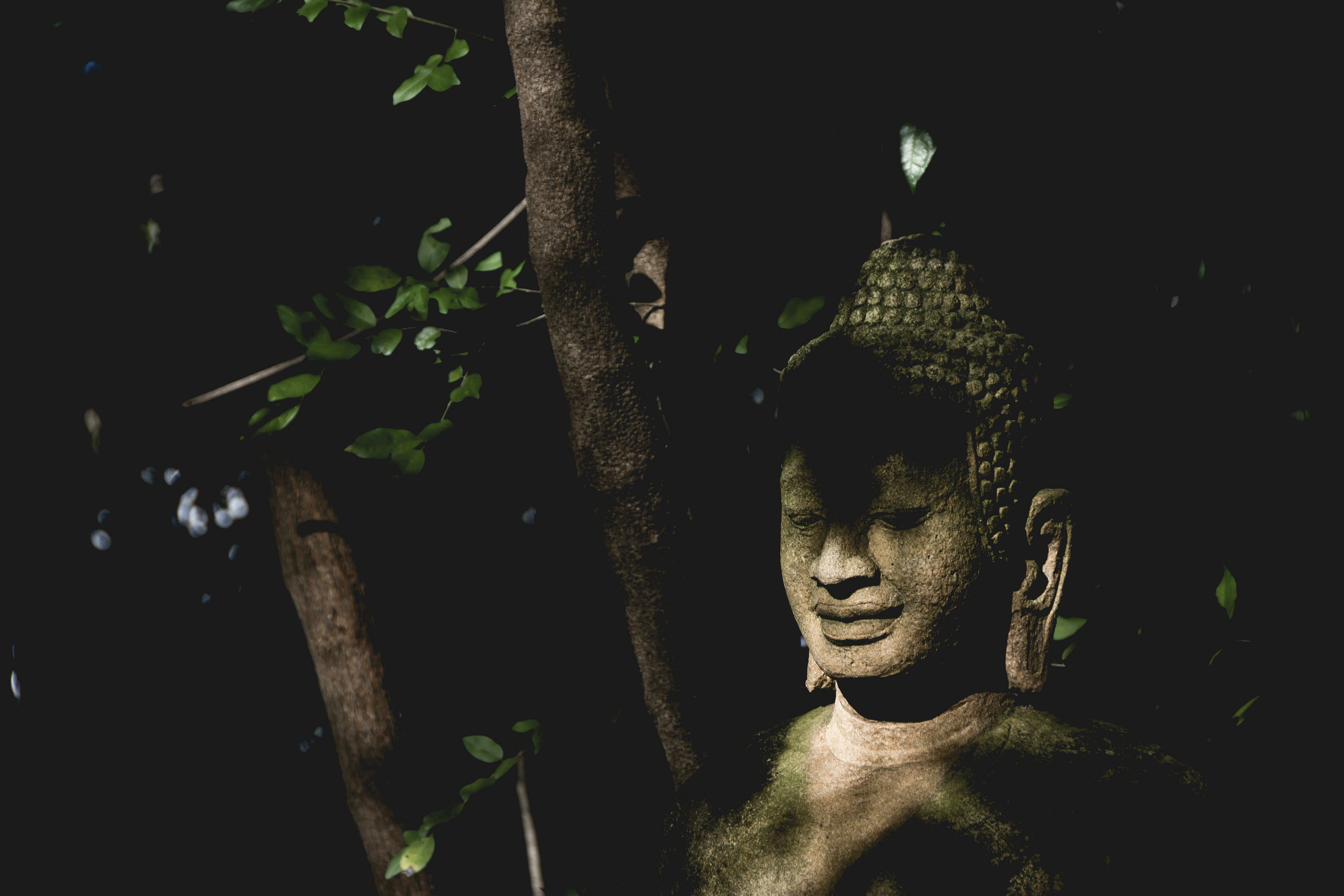 shallow focus photo of Gautama Buddha statue, The Zen garden