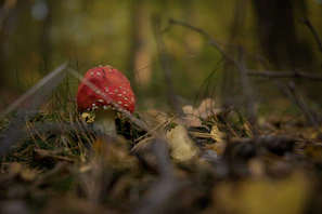 Close-up of a vibrant red mushroom growing among fallen leaves in the forest.