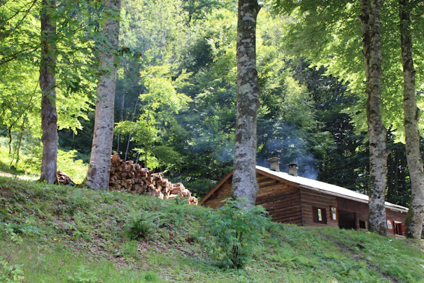 A charming wooden cabin surrounded by lush green forest with smoke gently rising from the chimney.