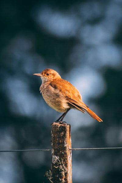 shallow focus photo of brown bird