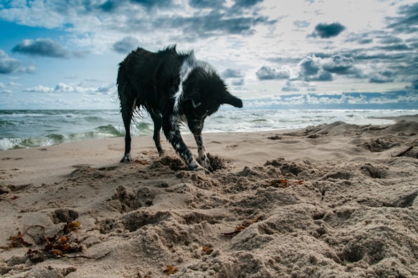 a dog digging in wet sand on a beach