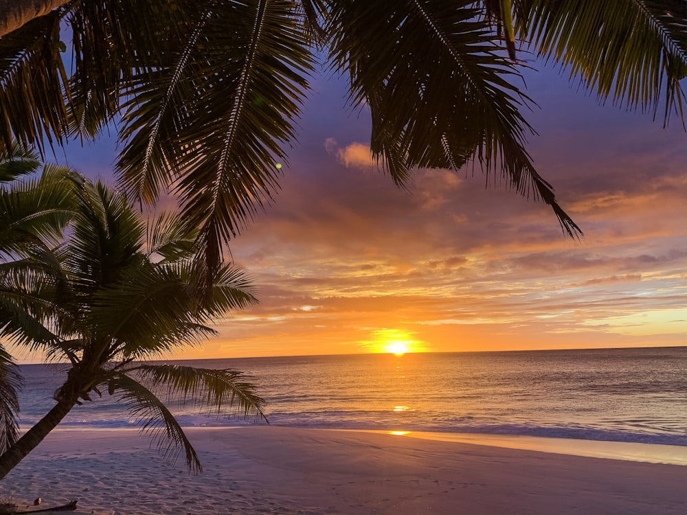 seashore during golden hour