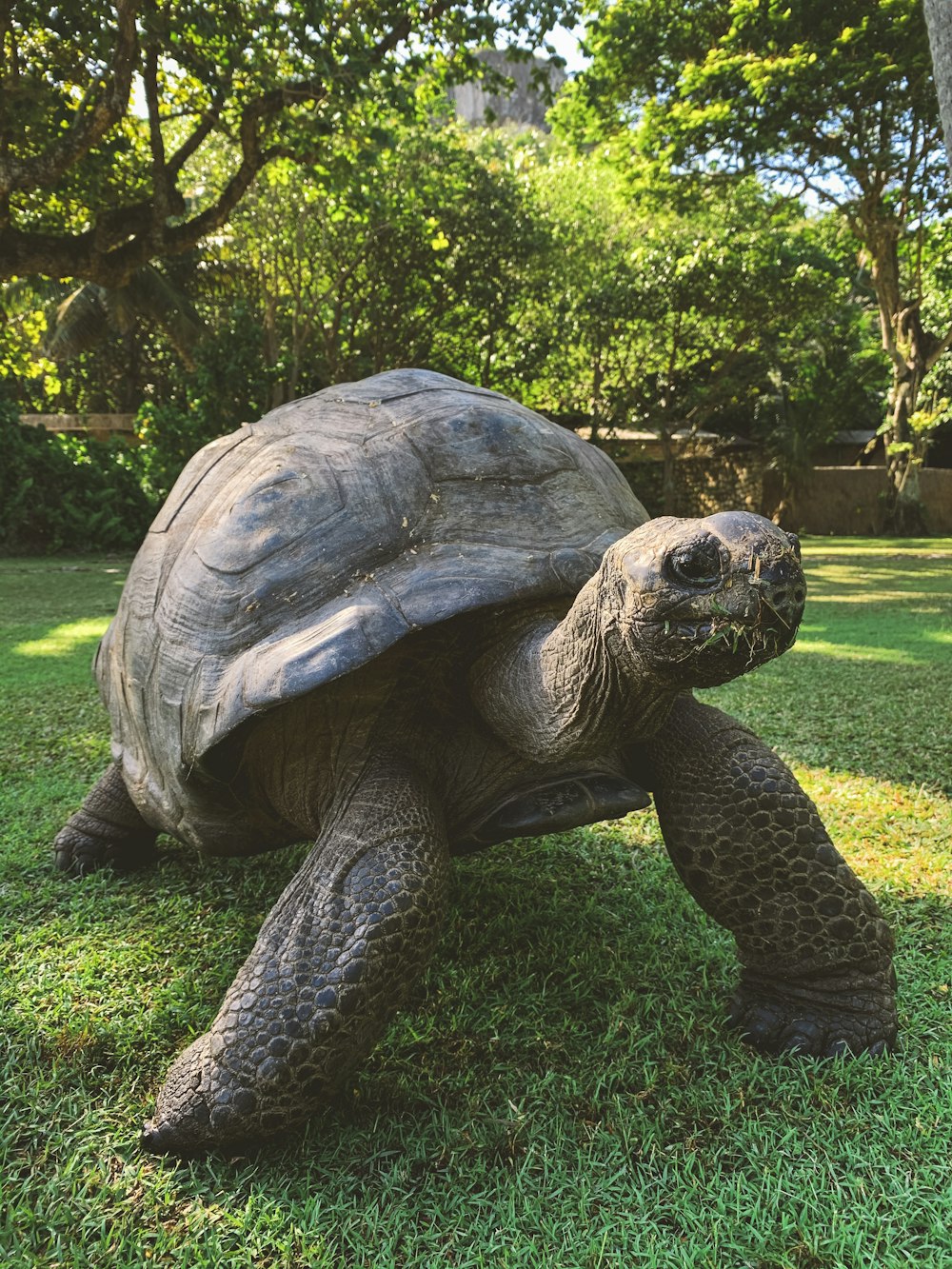 tortuga marrón caminando en la hierba