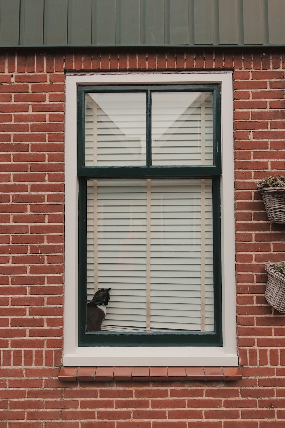 cat on window