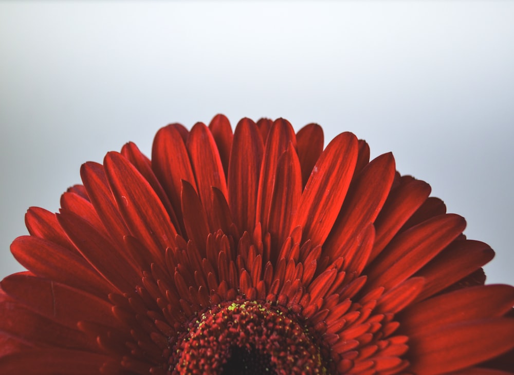 red-petaled flower