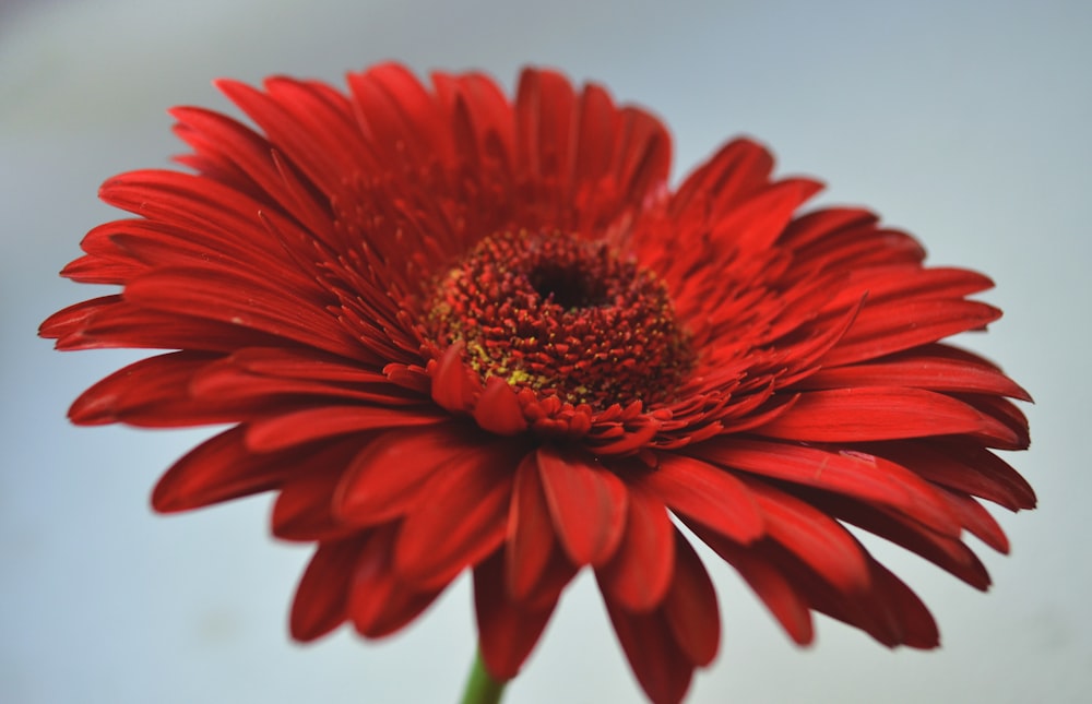 shallow focus photo of red flower