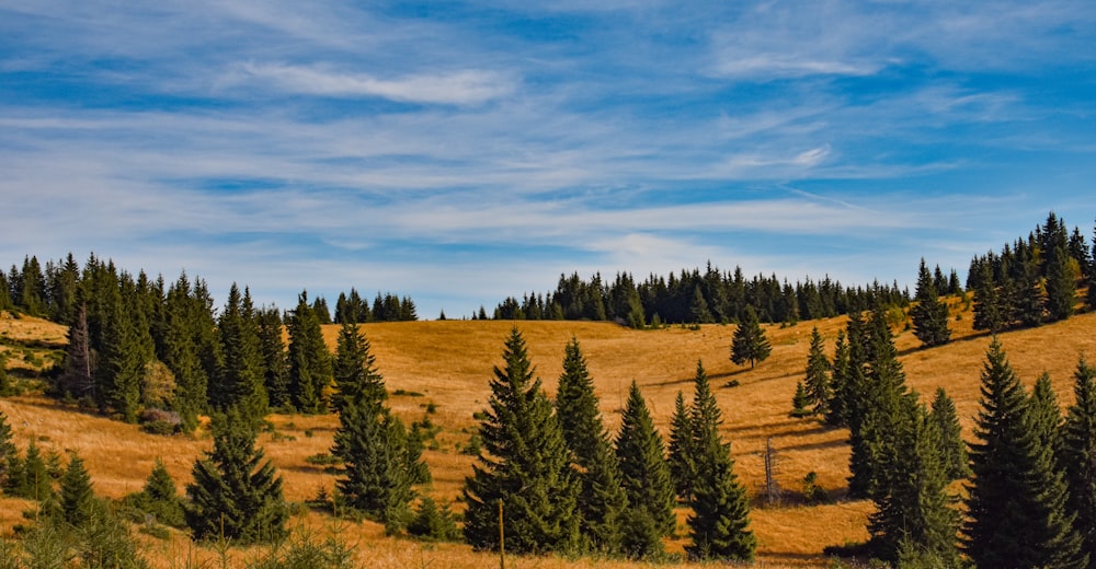 brown field with green trees under blue and white sky during daytime