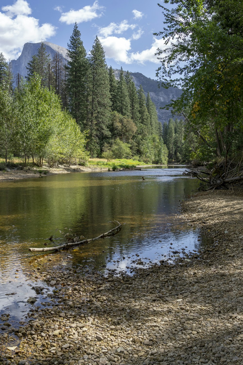 green trees near body of water during daytime