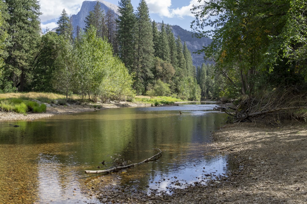 green trees near body of water during daytime