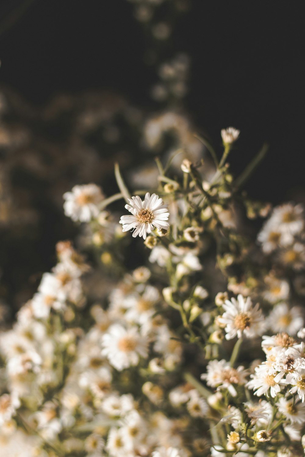 white petaled flowers during daytime