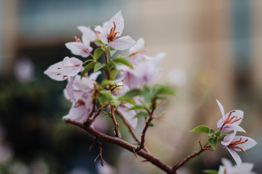 flores cor-de-rosa